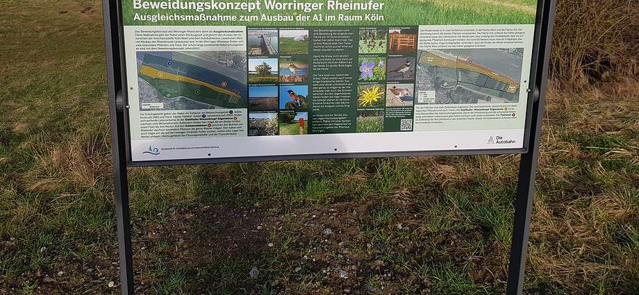 Beweidungsmaßnahme in der Rheinaue Worringen