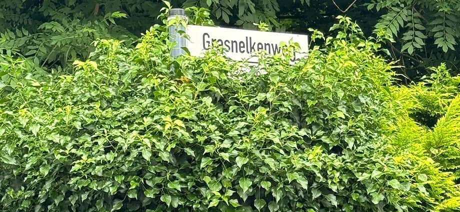 Rückschnitt der überwuchernden Pflanzen auf dem Grasnelkenweg